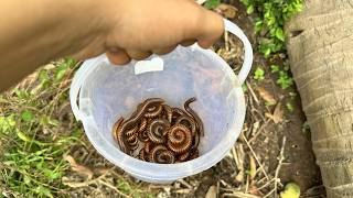 Hidden Millipedes Everywhere! Backyard Discovery