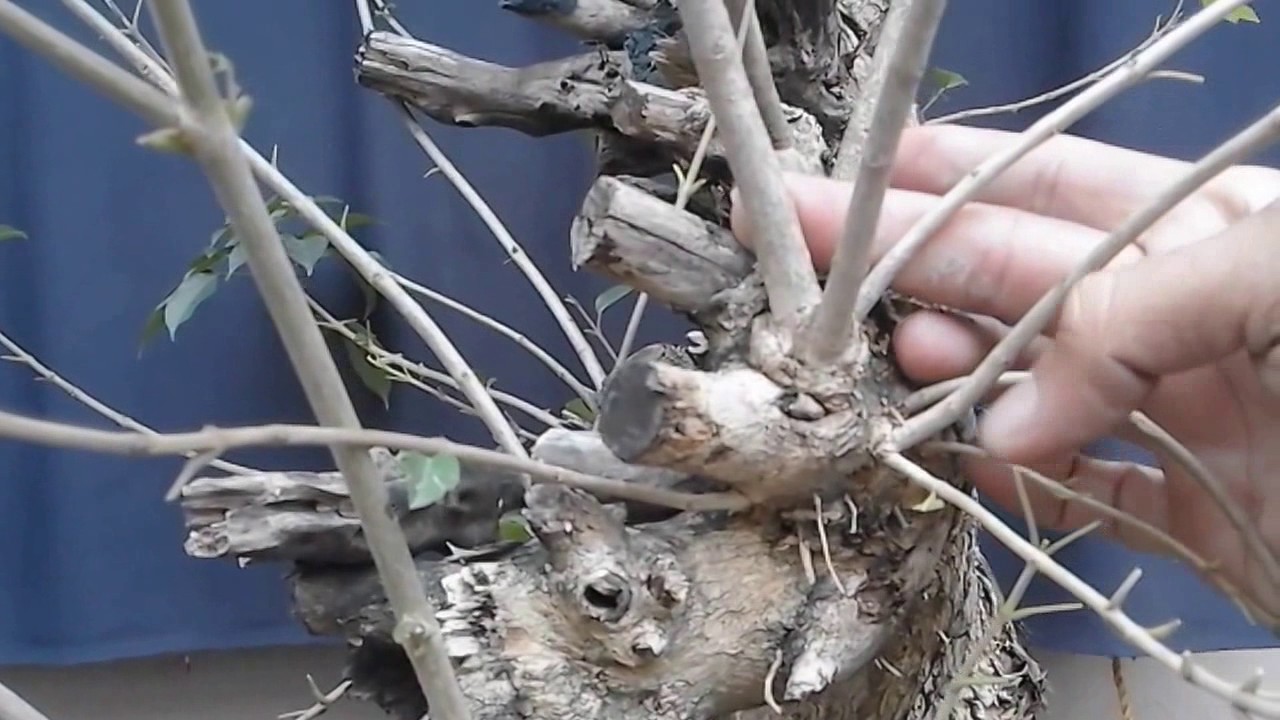Bonsai Branch Selection YouTube