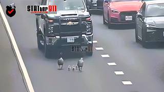 Family of geese take over Virginia highway