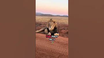 Simba Facts That Will Blow Your Mane Off LionKing DisneyShorts 