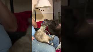 Adopted SOCKS kitty Jaime