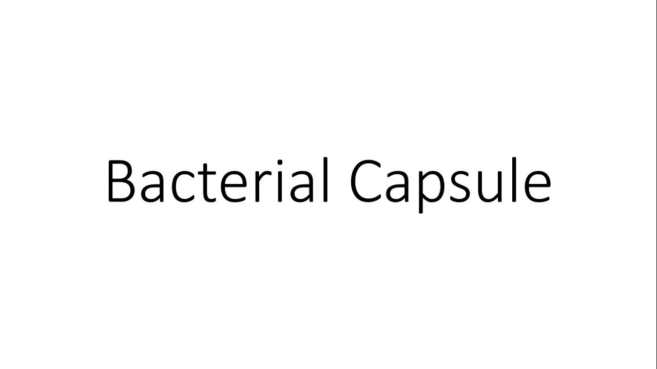 Bacterial Capsule - Microbiology