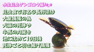 水生昆虫ゲンゴロウ編! 絶滅危惧種だが日本格地で食べられてたって
