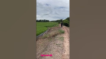 Cần bán nhanh DT 12 công giá 97 triệu 1 công thuộc huyện mộc hóa tỉnh Long An lh 0819259737