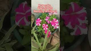 how to make plant boosting fertilizer? ...#ytshorts #garden #viral #flowers #shorts #trending