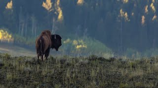 Simply YELLOWSTONE!