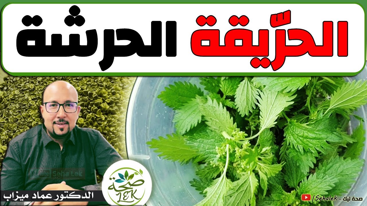 شنو هي نبتة الحرّيقة الحرشة (الحريكة) ؟ وكيفاش تستعمل في الوصفات مع د. عماد ميزاب docteur imad mizab