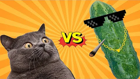 🤣🐈😽TRY NOT TO LAUGH!!! 🐈Cats vs Cucumbers Compilation Funniest Moment When Cat Scared