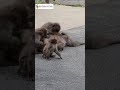 誰もわかってくれない!赤ちゃん猿叫ぶ!/ No one understands. Baby snow monkeys. monpai monyet 猿 Oita #ニホンザル #snowmonkey