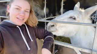 Rescue Donkey, Barry, release day!