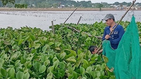 XÚC LƯƠN CỒN CHÂU MA