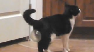 Funniest Cats - Life with cats V10 by Meow? Woof! 3,337 views 2 years ago 5 minutes, 32 seconds