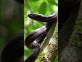 Black Mamba Snake BlackMambaSnake Black Mamba Snake BlackMambaSnake