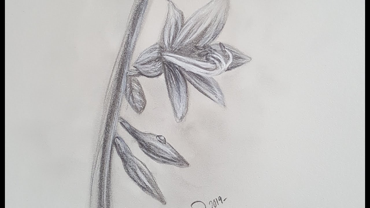 Hosta Flowers in Graphite