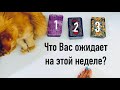 Что Вас ожидает на этой неделе?🌟Книга судьбы 📖