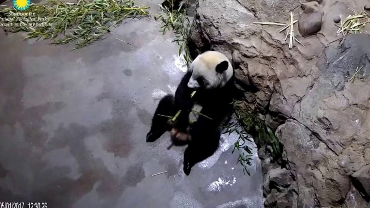 2017.05.01 BEI BEI - A BEAR IN TUBBIE