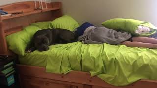 Dogs tail wags really hard and hits person sleeping in bed