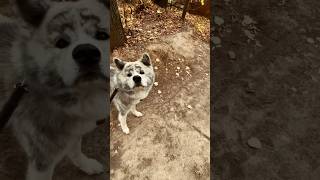 #akita #dogs #akitainu #dog #brindle #funnyvideo #funny #animal #dogsofinstagram #doglover #собака