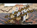عيط لينا نجوك 👈 المايسترو عبد الباقي زنقيلة 😊 الضربة القاوية وتجيك ملي ليك