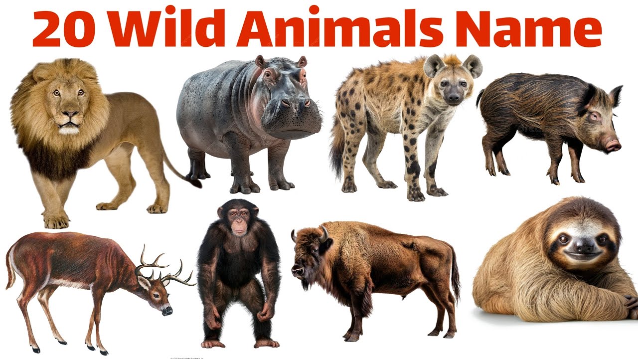20 Wild Animals for Kids | Learn Jungle Animals Name in English | Educational Video