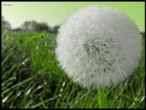Pusteblume Spiel Pusteblume Spiel