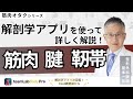 【筋肉、腱、靭帯】解剖学アプリを使って詳しく解説します!