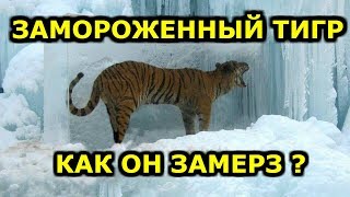 ЖИВОТНЫЕ ПОДО ЛЬДОМ. ЗАМОРОЖЕННЫЕ, НАШЛИ КРОВЬ МАМОНТА. МИСТИКА ЖИВОТНЫЕ ПОДО ЛЬДОМ. ЗАМОРОЖЕННЫЕ, НАШЛИ КРОВЬ МАМОНТА. МИСТИКА