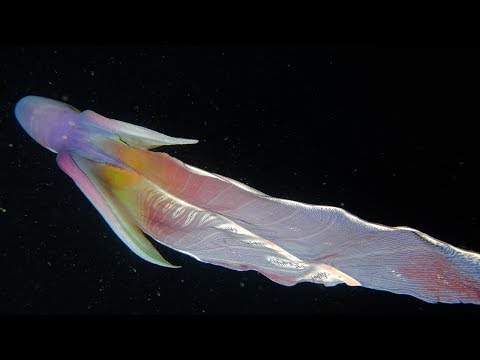 Blanket octopus