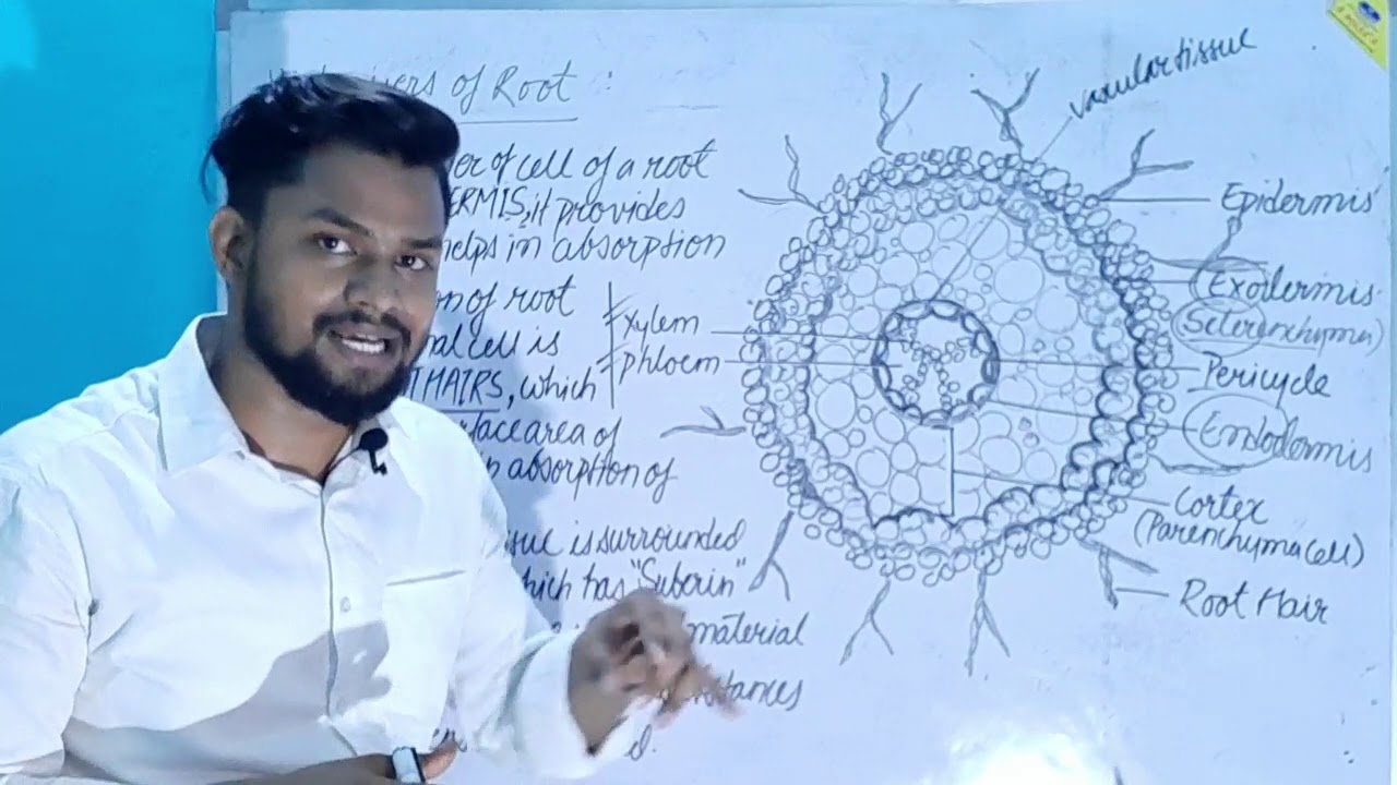 16.Different Layers of roots & Its Functions | Transportation part 3 | class 10 | VJ Education