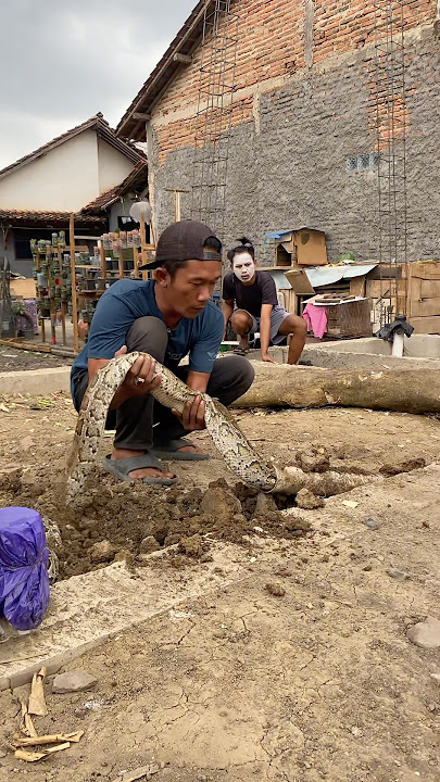 Uproar‼️ Cemong is shocked to find a 5-meter python in the pipe!! #shortsfeed #shortvideo #shorts...