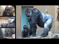 父親の目の前で連れ去られたキンタロウに慌てる母ゴリラ⭐️Gorilla【京都市動物園】Kidnapping ⁉︎ Kintaro taken away in front of his dad.