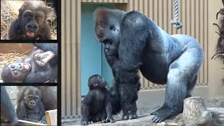 Gorilla ⭐️ Kidnapping ⁉︎ Kintaro was taken away in front of his dad. [Momotaro family]
