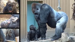 Gorilla Kidnapping Kintaro Was Taken Away In Front Of His Dad. Momotaro Family