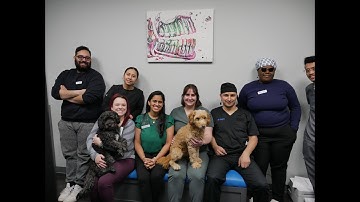 DPD Smiles Intro Video 2025