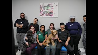 DPD Smiles Intro Video 2025