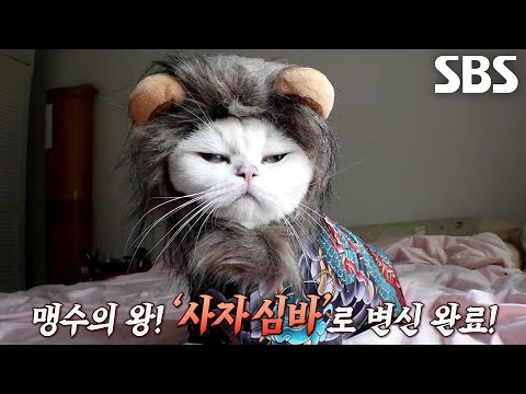 ‘밀림의 왕’ 심바, 만만한 삶 끝내기 위한 위엄 회복 프로젝트