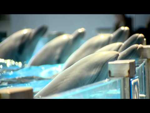 GDS დილა - \" ბათუმის დელფინარიუმი\" ზურა მახარაშვილის სიუჟეტი