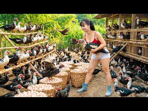 Buying Many Muscovy Ducks from Farmers | 3-Wheeled Truck Full of Ducks to Market