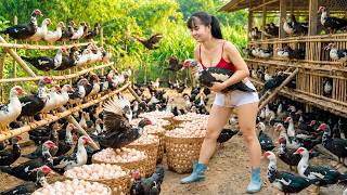 Buying Many Muscovy Ducks from Farmers | 3-Wheeled Truck Full of Ducks to Market
