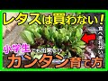 初心者必見!小学生でも簡単にできる!?無農薬で育てる無限レタスの袋栽培方法とコツを大公開!自分で作ると財布にも優しい方法とは?