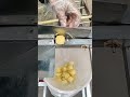 cutting sugar cane skill #naturallife #naturalliving #naturalrurallife #shortvideo #shorts