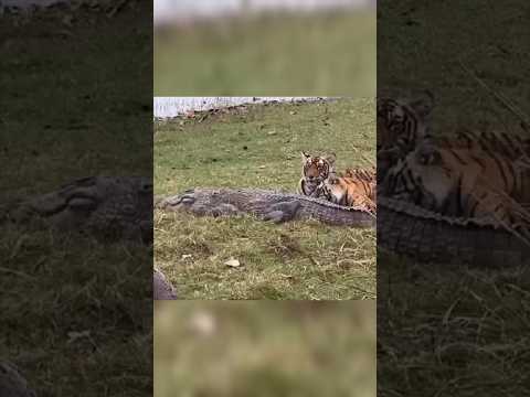 Tigress Riddhi and her cubs killed a crocodile🐊 #shorts #shortsfeed #youtubeshorts