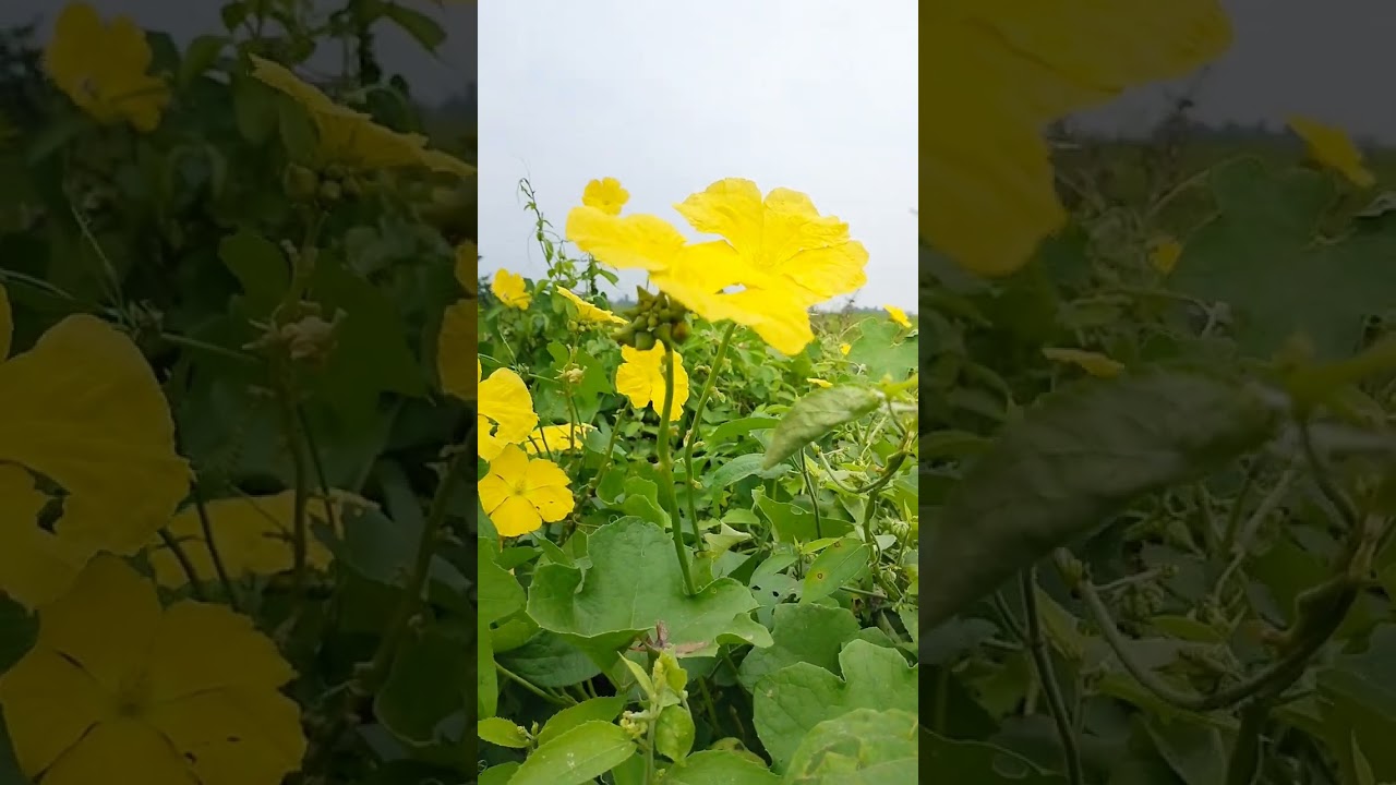 FLOWER@PRICELESS NATURE