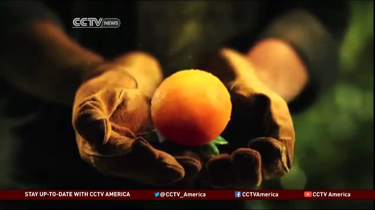 Arctic Blast Impacting Florida's Citrus Industry