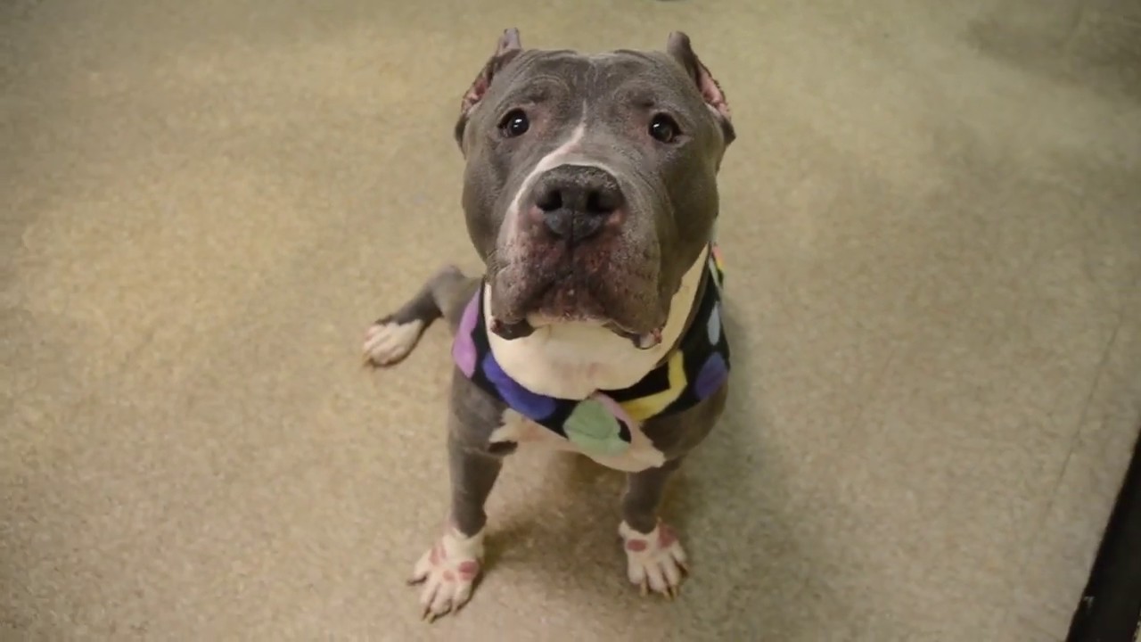 adopt cats long island Nena 56186 is a sweetheart who loves treats! NYCACC