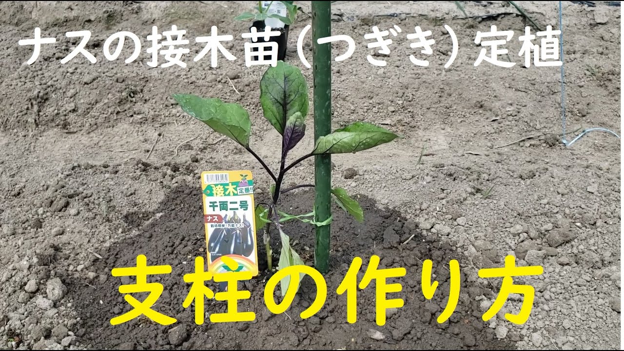 ナスの接木苗 つぎき 定植 支柱の作り方 接木とは Youtube