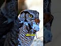 Night Predator - series: “Peran Burung Hantu di Alam Liar”