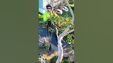 Random tree work with a GoPro camera