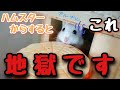 ハムスターからすると辛すぎる飼主の行動