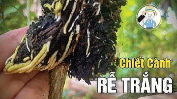 Cách Chiết Cành Nguyệt Quế Nhanh Ra Rễ Trắng | Đơn Giản Tại Nhà